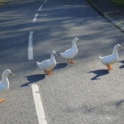 Ducks On The Road