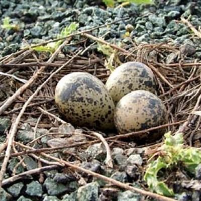 Lapwing Nest Eggs